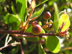 Image of Rincon manzanita