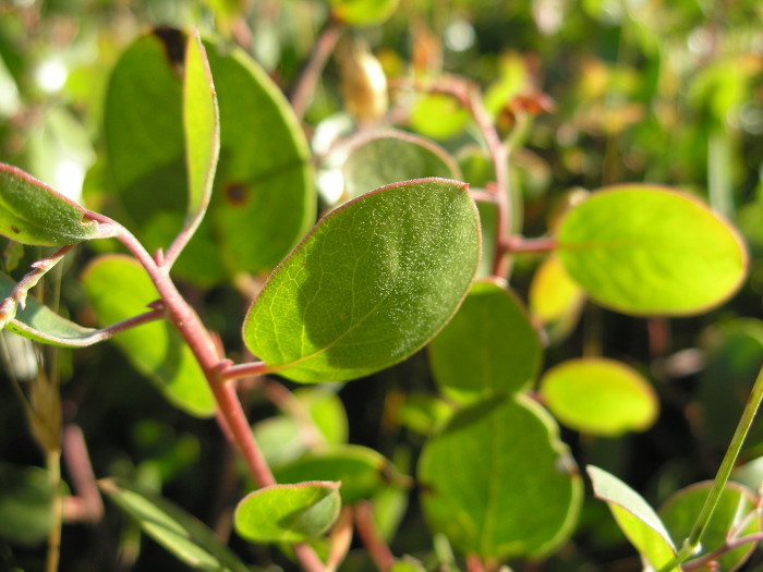 Image of Rincon manzanita