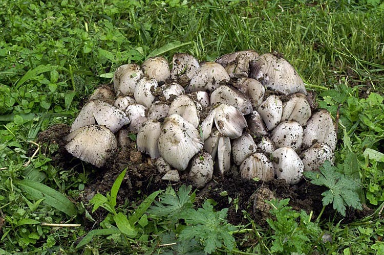 صورة <i>Coprinus atramentarius</i>