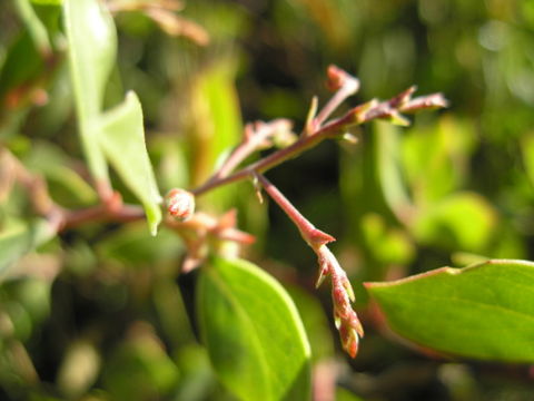 Image of Rincon manzanita