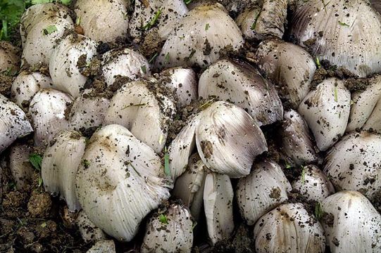 Image of <i>Coprinus atramentarius</i>