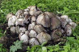 Plancia ëd <i>Coprinus atramentarius</i>