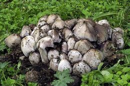 صورة <i>Coprinus atramentarius</i>