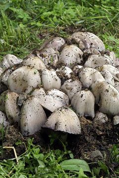 Image of <i>Coprinus atramentarius</i>