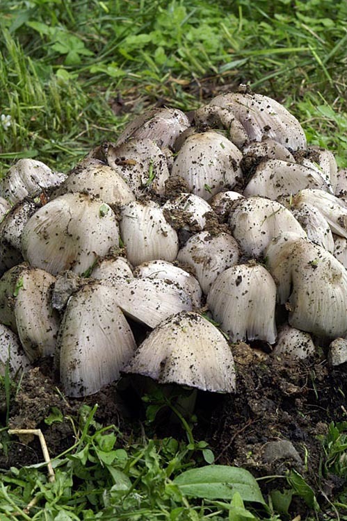 صورة <i>Coprinus atramentarius</i>