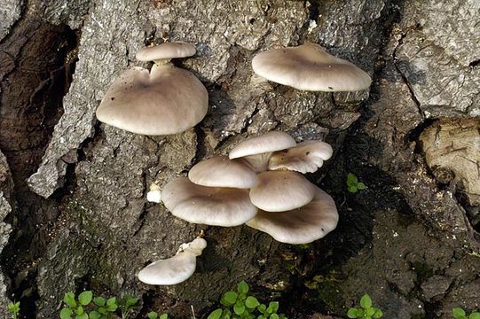 Image of Pleurotus ostreatus (Jacq.) P. Kumm. 1871