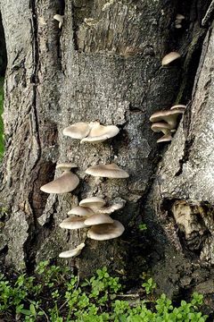 Image of Pleurotus ostreatus (Jacq.) P. Kumm. 1871