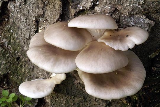 Image of Pleurotus ostreatus (Jacq.) P. Kumm. 1871