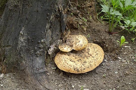 Image de Polypore écailleux