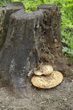 Image of <i>Polyporus squamosus</i>