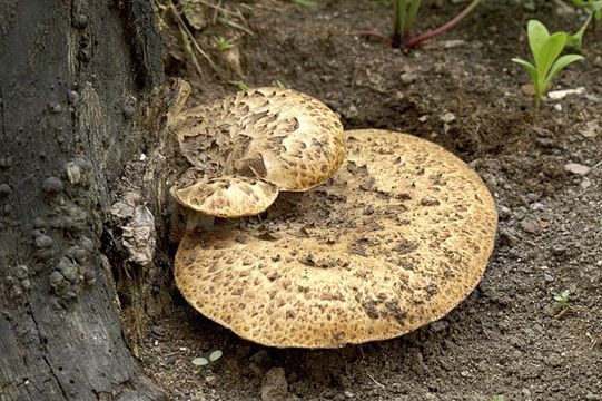 Image de Polypore écailleux