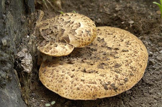 <i>Polyporus squamosus</i> resmi