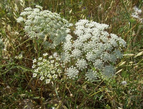 Imagem de Ammi majus L.