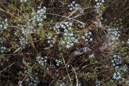 Ammoides pusilla (Brot.) Breistr. resmi