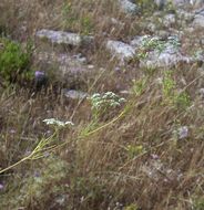 Image of Cerfolium