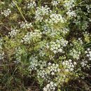 Image of Cerfolium