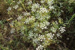 Ammoides pusilla (Brot.) Breistr. resmi