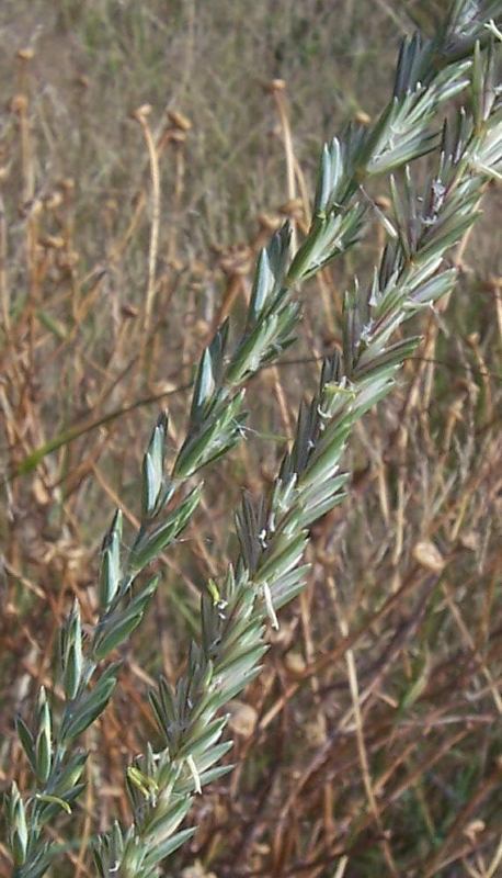 Image of <i>Agropyron repens</i>