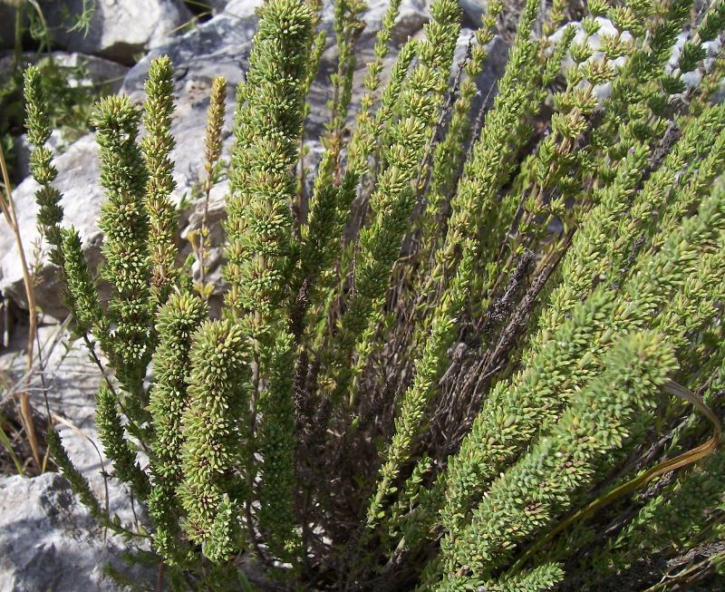 Image de Micromeria juliana (L.) Benth. ex Rchb.