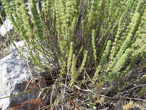 Image of Micromeria juliana (L.) Benth. ex Rchb.