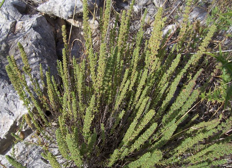 Image of Micromeria juliana (L.) Benth. ex Rchb.