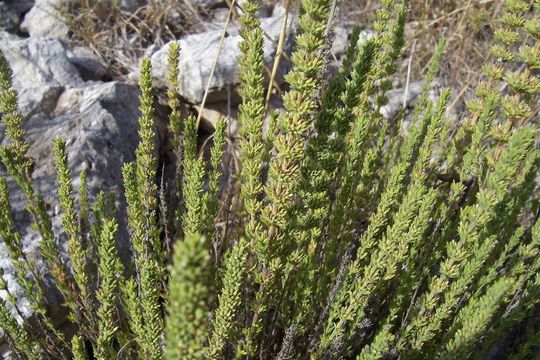 Image of Micromeria juliana (L.) Benth. ex Rchb.