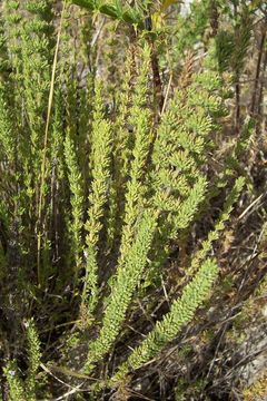 Image of Micromeria juliana (L.) Benth. ex Rchb.