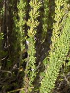Image of Micromeria juliana (L.) Benth. ex Rchb.