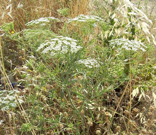 Imagem de Ammi majus L.