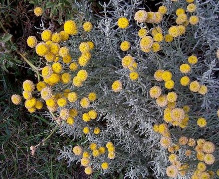 Image of lavender cotton