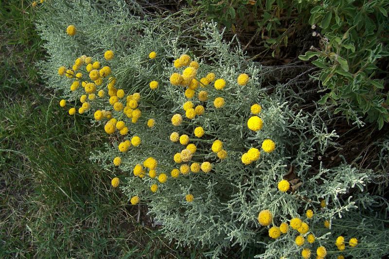 Image of lavender cotton