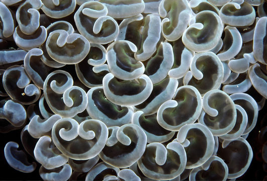 Image of <i>Euphyllia ancora</i>