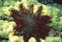 Image of Crown of thorns starfish