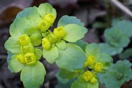 Image of Chrysosplenium pilosum Maxim.