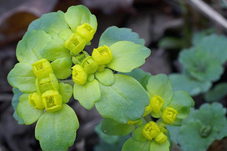 Слика од Chrysosplenium pilosum Maxim.