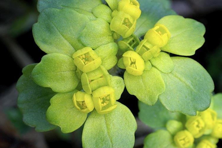 Image of Chrysosplenium pilosum Maxim.