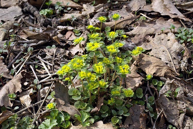 Plancia ëd Chrysosplenium pilosum Maxim.