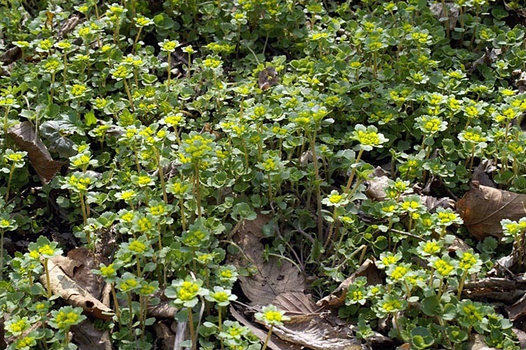 Image of Chrysosplenium pilosum Maxim.