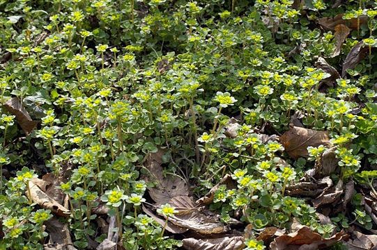 Image of Chrysosplenium pilosum Maxim.