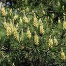 Image of Japanese Red Pine