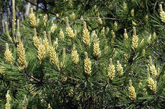 Image of Japanese Red Pine