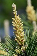 Image of Japanese Red Pine