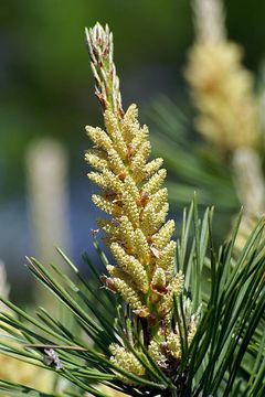 Image of Japanese Red Pine