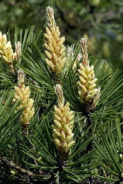 Image of Japanese Red Pine