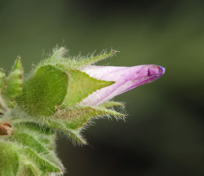 Image of <i>Malva pseudolavatera</i>