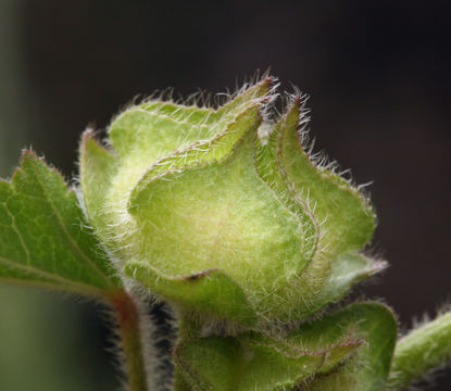 Image of <i>Malva pseudolavatera</i>