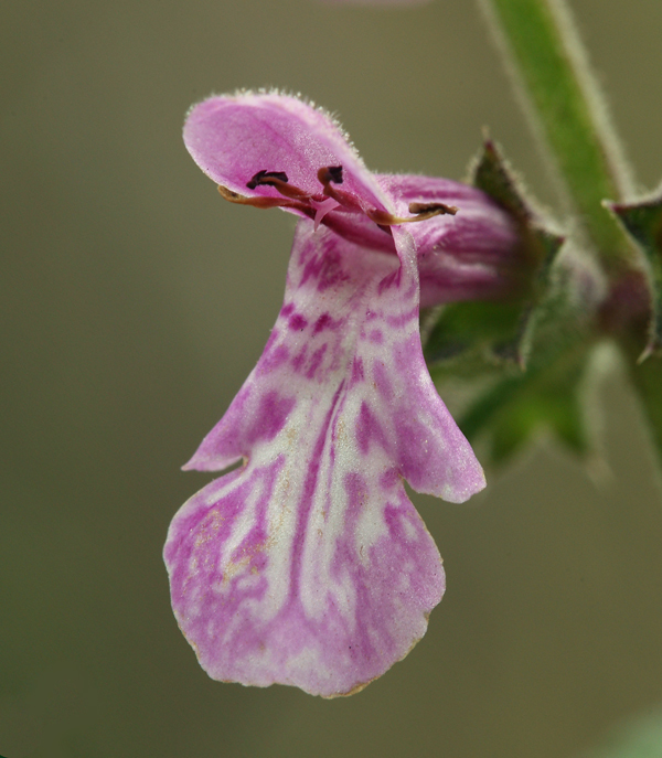 Stachys bullata Benth. resmi