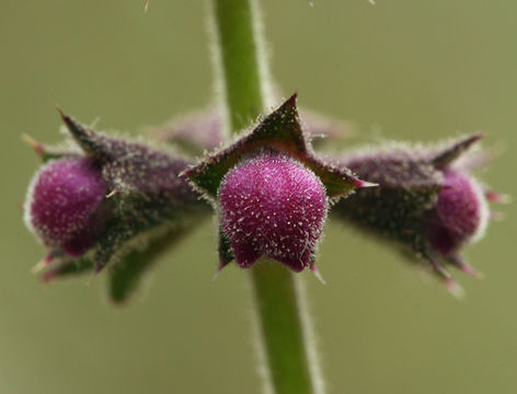 Image of California hedgenettle