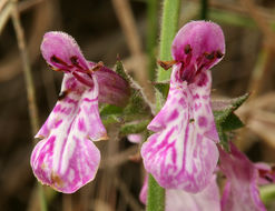 Stachys bullata Benth. resmi