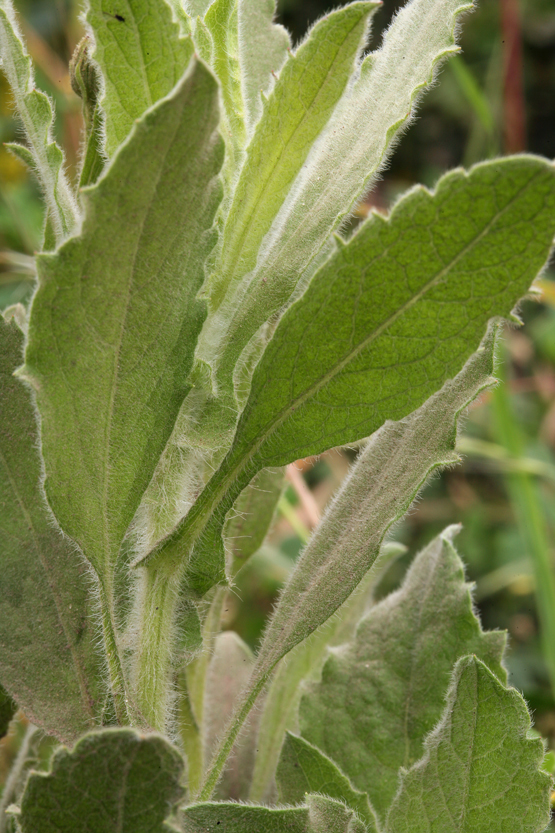 Слика од Heterotheca grandiflora Nutt.